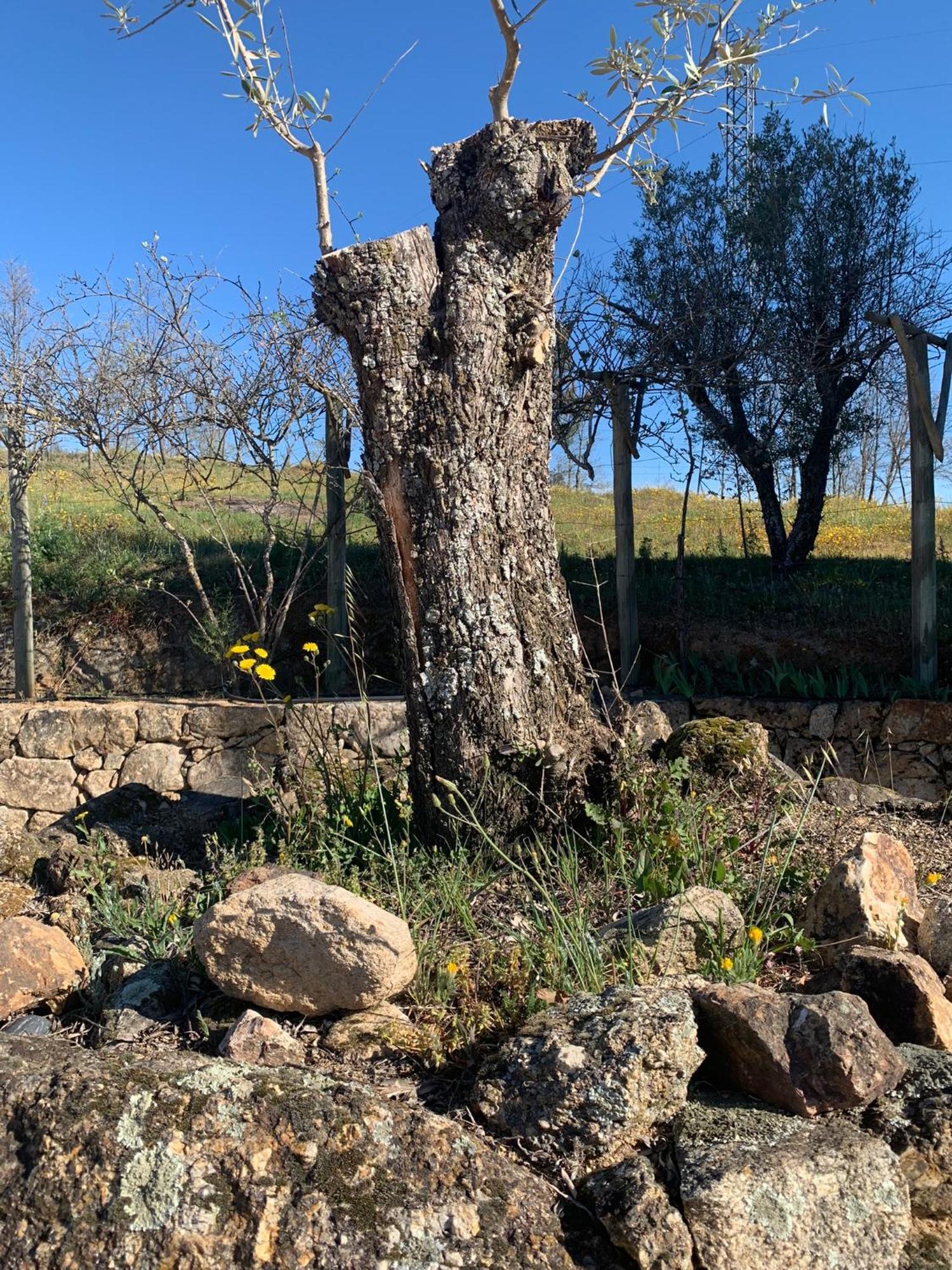קוביליה Quinta Dos Cedros L Turismo Rural מראה חיצוני תמונה